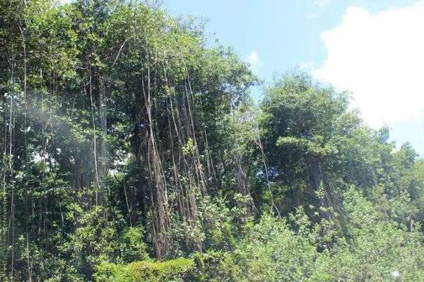 好大一颗伞树!大自然的美真的超过你的想象!