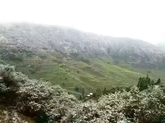 当雪花遇上油菜花-2016年3月春天,婺源又下雪