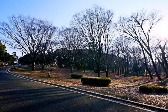 又是一個超好的天氣,一大早來到公園散步,呼吸新鮮空氣,感覺棒極了!