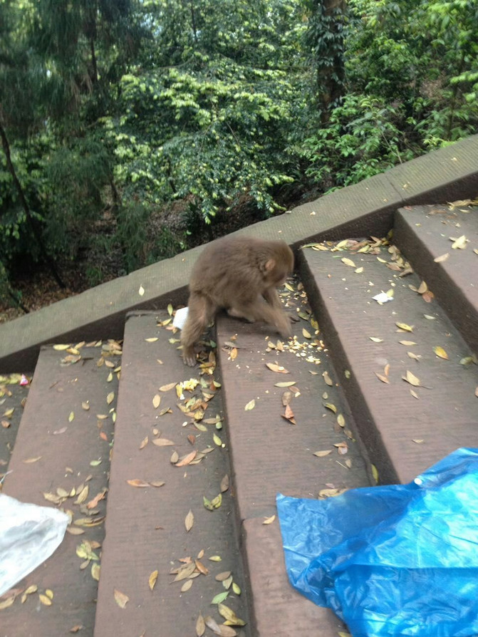 成都5天4晚一天游玩乐山和峨眉山 - 成都游记攻