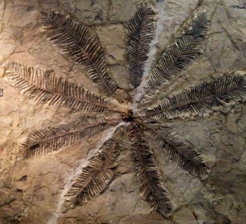 铁树至今没有变化 朝阳鸟化石国家地质公园