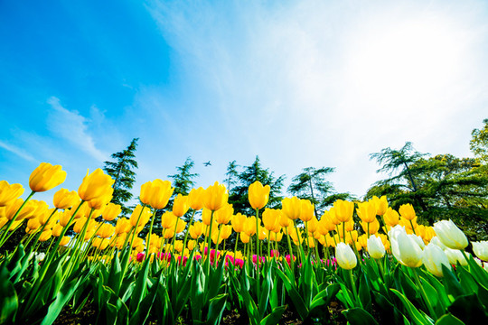 这个春天,怎麼能错过鲜花港的郁金香花海
