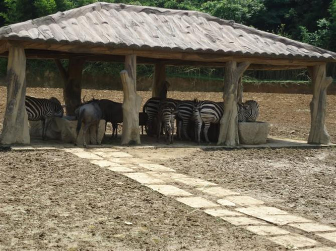 邂逅——杭州野生動物園 - 杭州遊記攻略【攜程攻略】