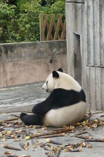 园区里还有小熊猫基地,然而这段时间听说小熊猫处于发情期,脾气暴躁