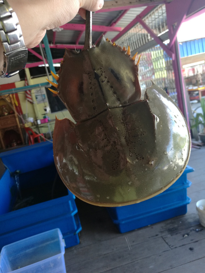 香港,登嘉楼,浪中岛,热浪岛,吉隆坡欢乐之旅,难忘的那一抹蓝 - 热浪岛游记攻略【携程攻略】