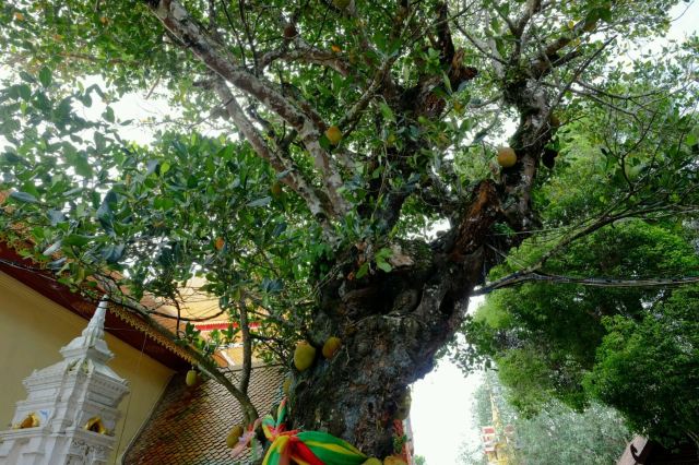 婆罗蜜树,这是供奉旁边那位素贴山神的. 双龙寺