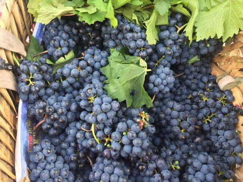 这是德钦特产-----状如黄豆般的黑葡萄. 德钦县