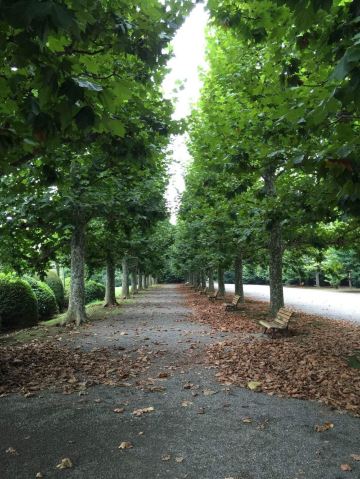 法式园林边两排高大帅气的法国梧桐树 新宿御苑