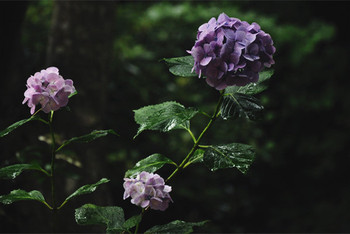 新地图副本:东京&神户(大图渣像素) - 京都游记