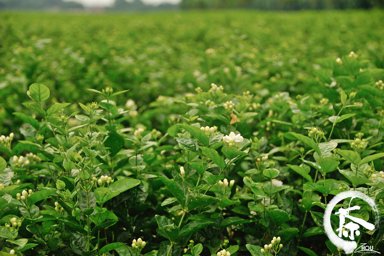 当你在开着空调的房间里惬意的品上一盏香气四溢的茉莉花茶之际,可曾
