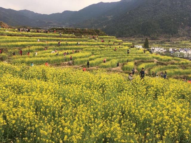 婺源黃山景德鎮自駕六日遊 2016