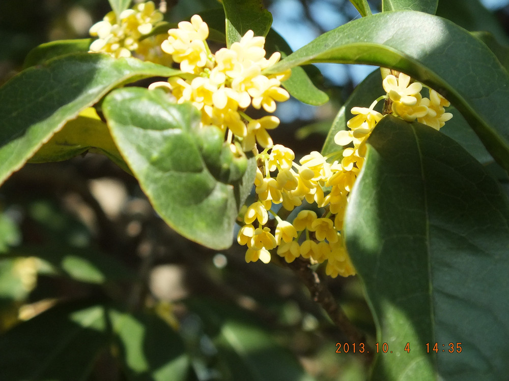 随手拍 盛开的桂花树 记上海闵行体育文化公园 上海游记攻略 携程攻略