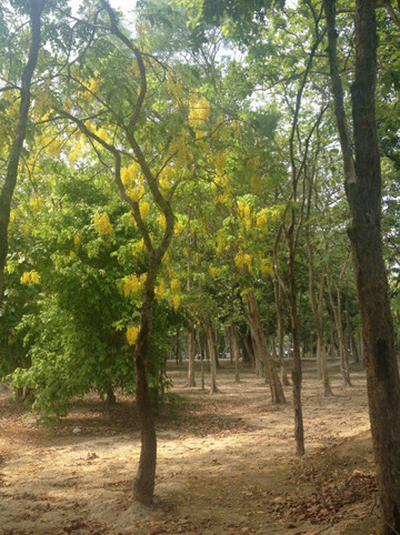  清迈大学:树林里面的金莲花树>