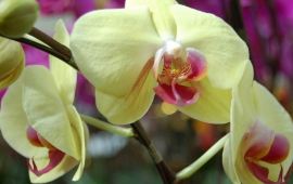 三亚兰花世界天气预报,历史气温,旅游指数,兰花