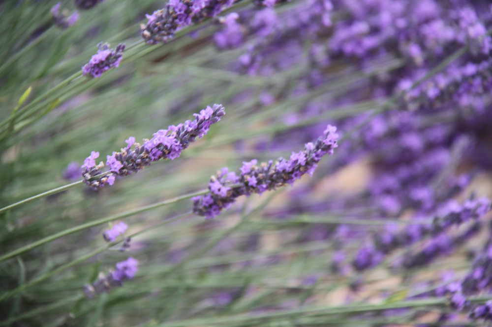 绚丽南法 美丽的七颗橡树法英行 14年夏 伦敦游记攻略 携程攻略