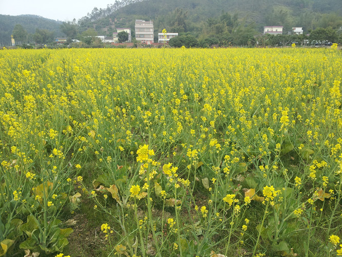 橫瀝油菜花 - 惠州遊記攻略【攜程攻略】