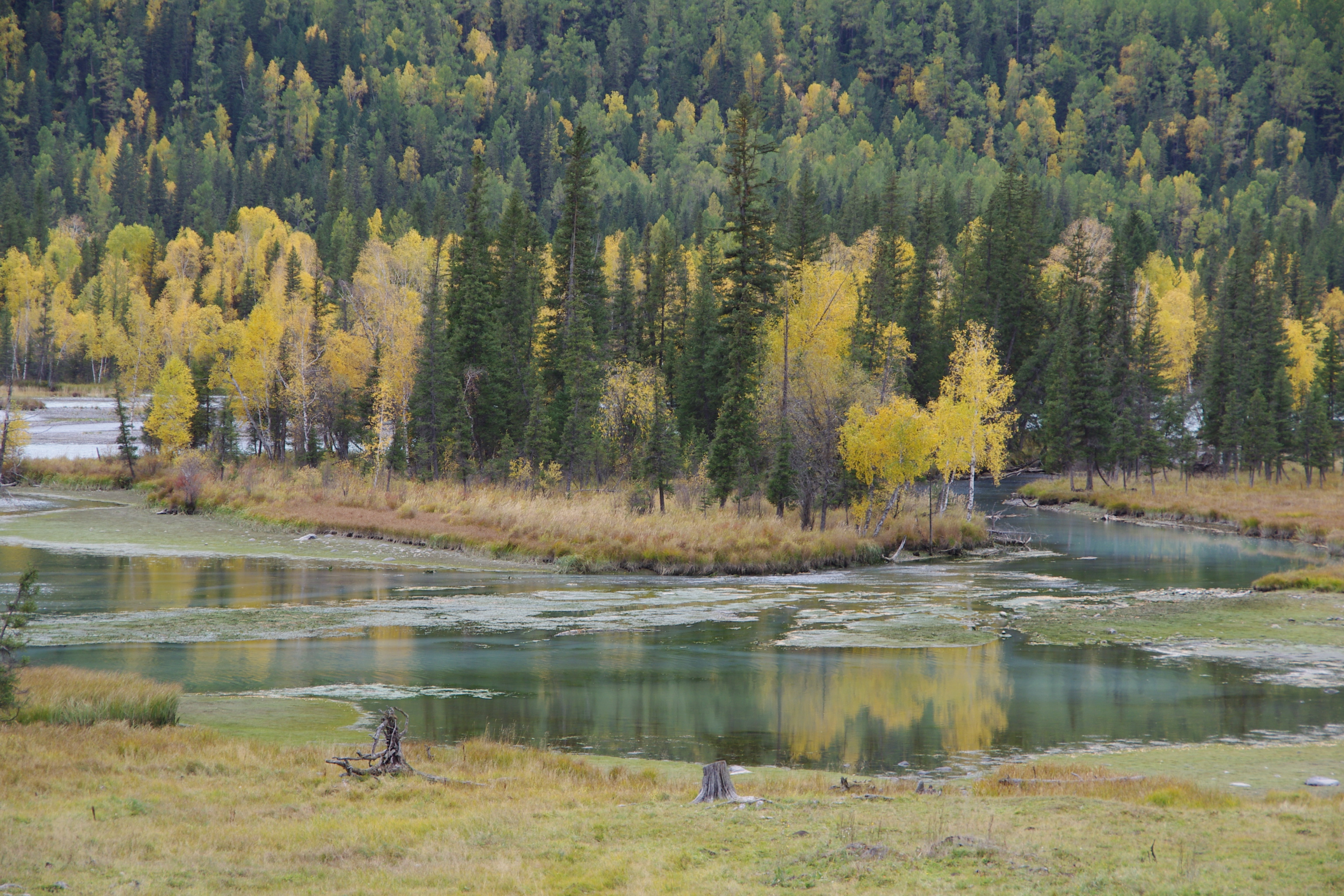 喀纳斯-神仙湾 喀纳斯