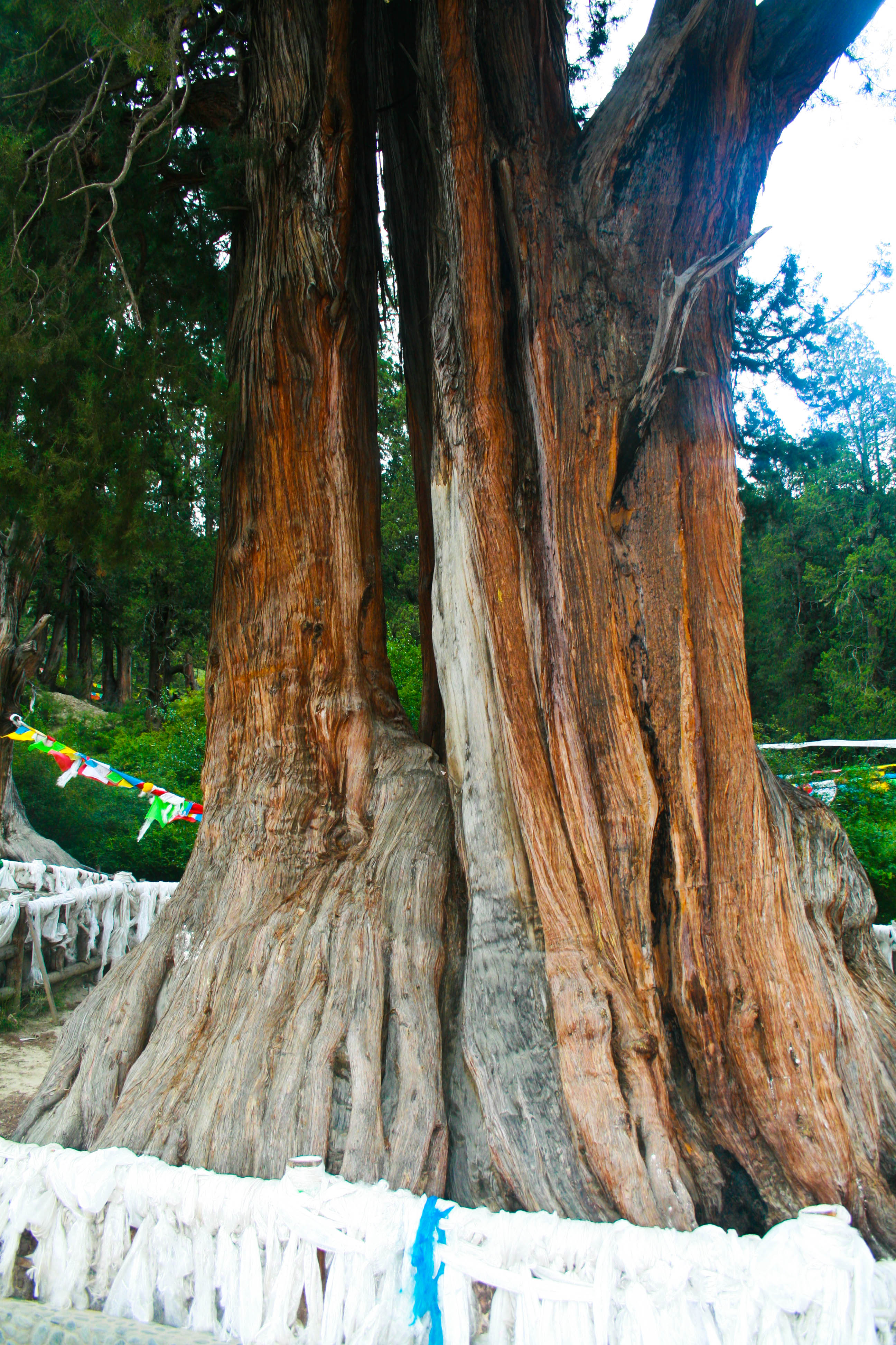 巨柏,一圈都用哈达围着,以示尊敬. 世界柏树王园林