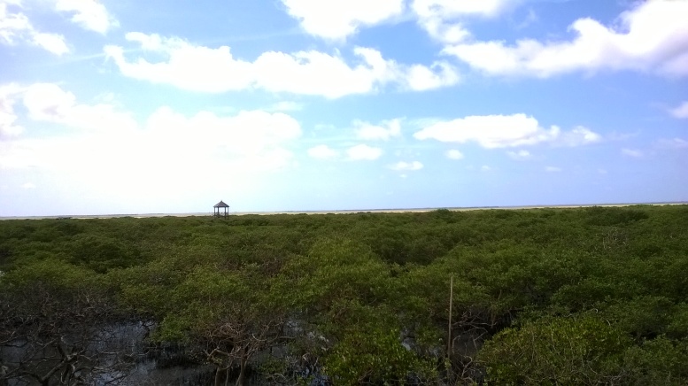 广西北海:火热的红树林