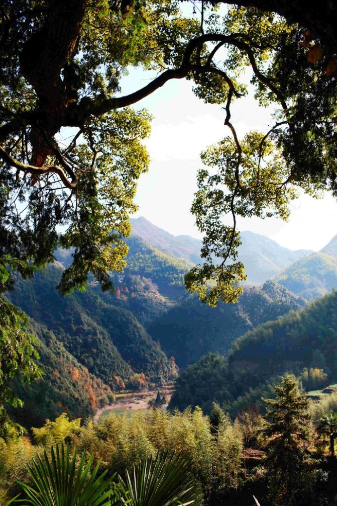 山居生活之寻木之旅