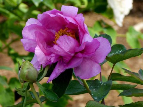 2014年大连百花迎春游园会