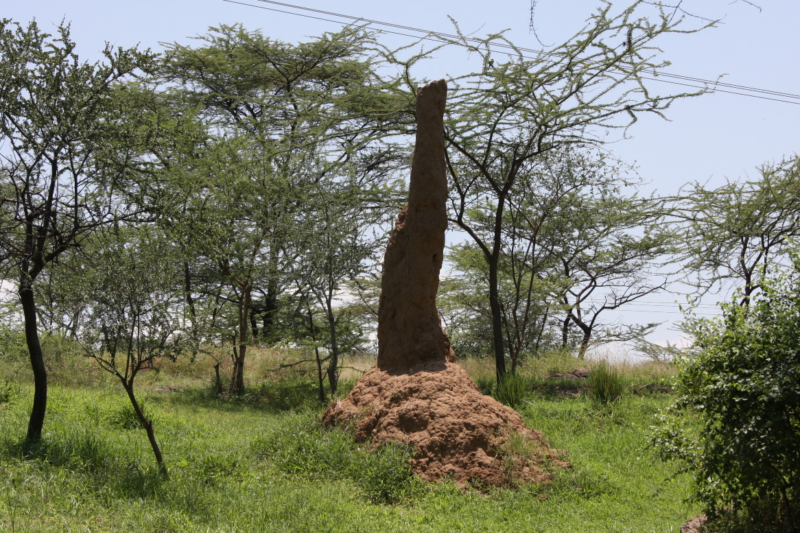 这个建筑是很多很多蚂蚁的杰作,只有少雨的非洲,它才会高高的矗立在