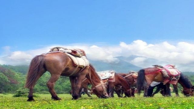 纳西古马场门票,丽江纳西古马场攻略/地址/图片/门票价格【携程攻略】