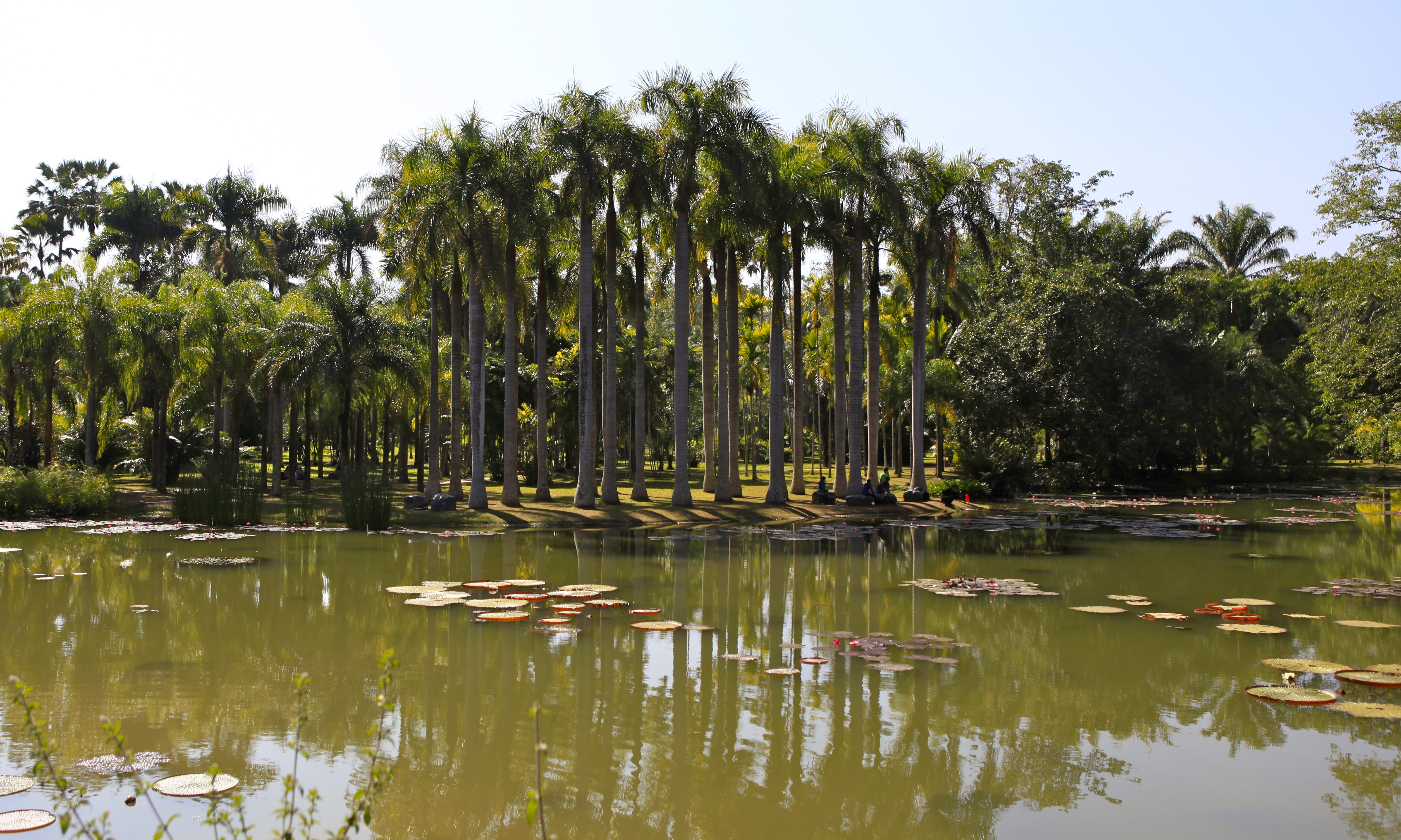 第二日去中科院植物園,在孟倫鎮.