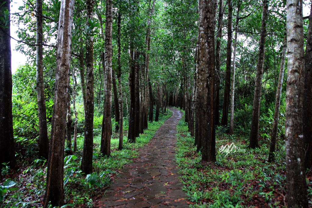 【越南越美】my son美森圣地,越南的"小吴哥"