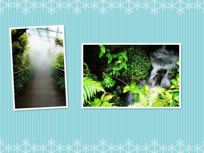 2011六月蹭游新加坡游记之七(植物园) - 新加坡