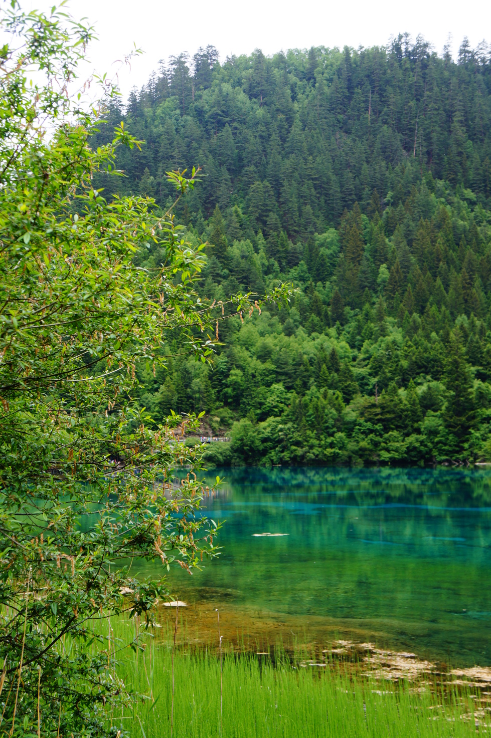 端午成都,峨眉,九寨四飞八日半自由 - 九寨沟游记攻略【携程攻略】
