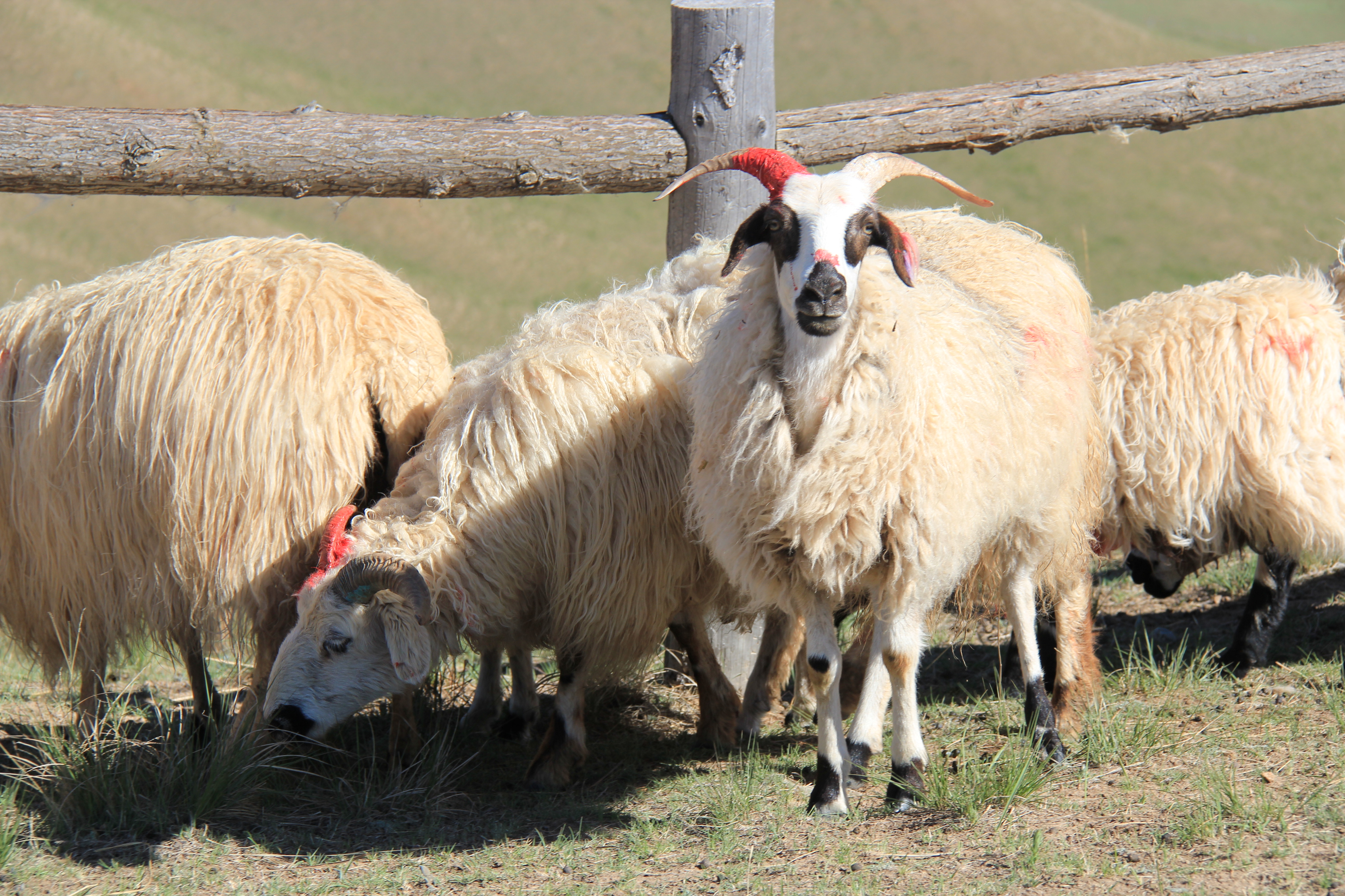 青海羊品种图片