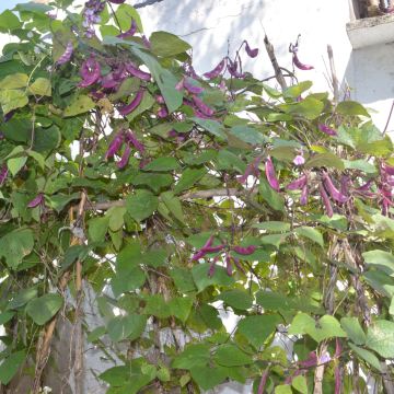 农家小院里一墙的扁豆