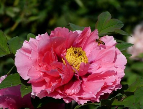 2014年大连百花迎春游园会