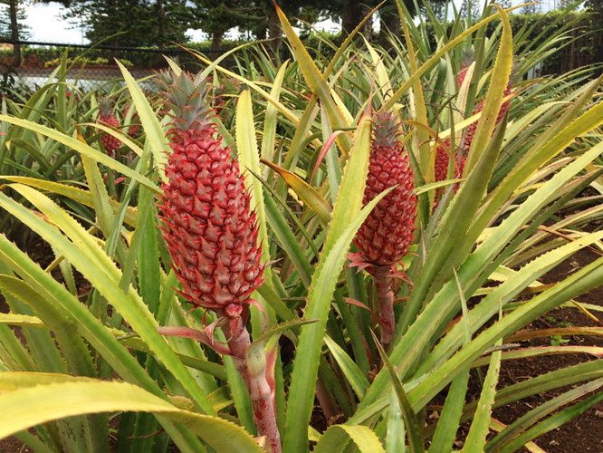 菠萝怎么种植土里 66c86aa9b7644f6493d8248ad30707b9_R_10000_500_Q90.jpg