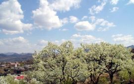 大梨树沟天气预报