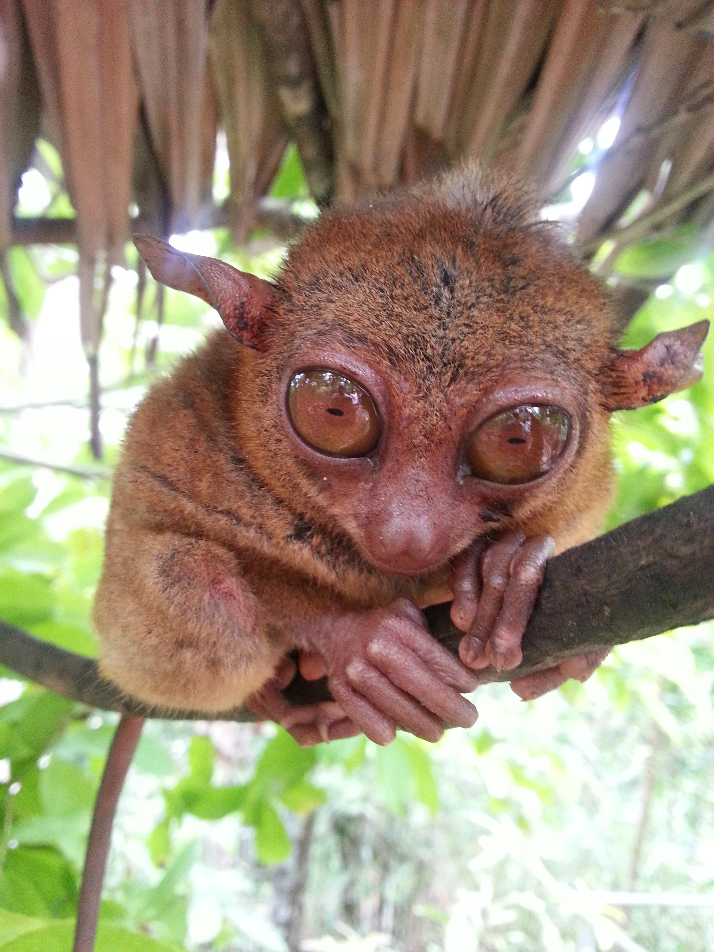 眼镜猴好迷你一只,动作很慢,眼睛好大. 眼镜猴游客中心
