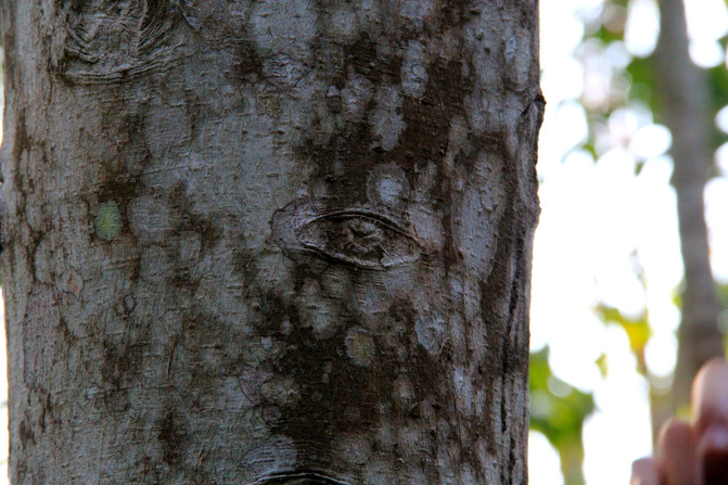 树是怎么长出的 739d084343054482b7aaf39d5c66eb46_C_671_10000_Q90.jpg