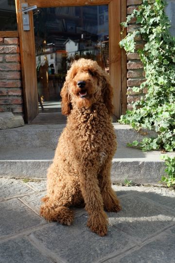 大理古城内外唯一的巨宾,巧克力,我带它出去溜达的时候才发现,原来它