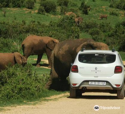南非伊丽莎白港阿多大象国家公园一日游